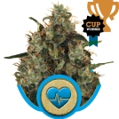 Medical Mass CBD Cannabisblüte – gewachsen aus Feminisierte Hanfsamen von Royal Queen Seeds