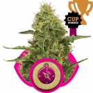 Northern Light Cannabisblüte – gewachsen aus Feminisierte Hanfsamen von Royal Queen Seeds
