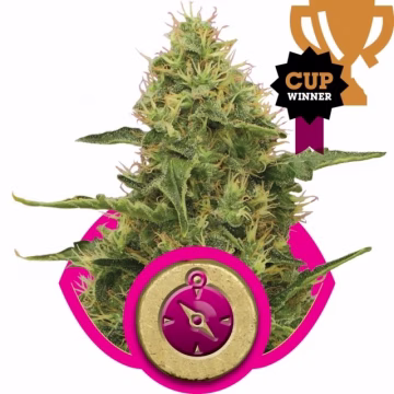 Northern Light Cannabisblüte – gewachsen aus Feminisierte Hanfsamen von Royal Queen Seeds