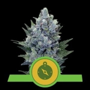 Northern Light Auto Cannabisblüte – gewachsen aus Automatic Hanfsamen von Royal Queen Seeds