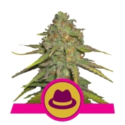 OG Kush Cannabisblüte – gewachsen aus Feminisierte Hanfsamen von Royal Queen Seeds