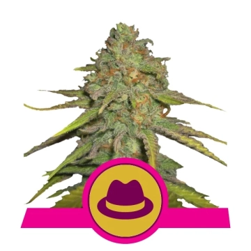 OG Kush Cannabisblüte – gewachsen aus Feminisierte Hanfsamen von Royal Queen Seeds