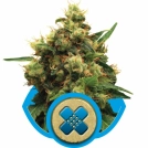 Painkiller XL Cannabisblüte – gewachsen aus Feminisierte Hanfsamen von Royal Queen Seeds