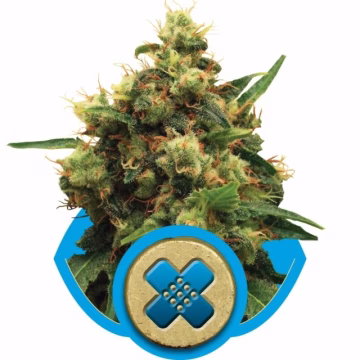 Painkiller XL Cannabisblüte – gewachsen aus Feminisierte Hanfsamen von Royal Queen Seeds