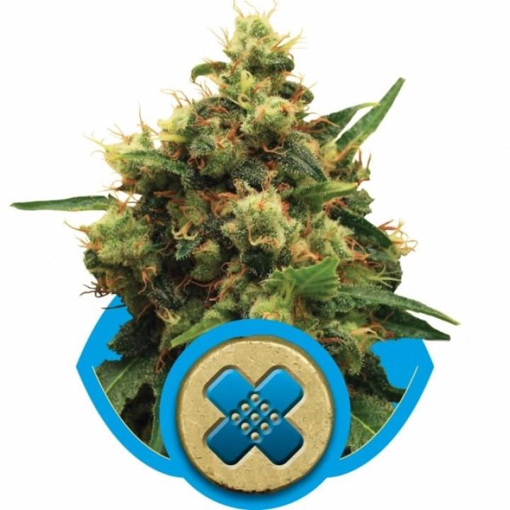 Painkiller XL – Royal Queen Seeds – Feminisiert
