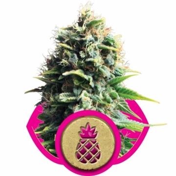Pineapple Kush Cannabisblüte – gewachsen aus Feminisierte Hanfsamen von Royal Queen Seeds