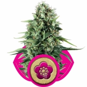 Power Flower Cannabisblüte – gewachsen aus Feminisierte Hanfsamen von Royal Queen Seeds