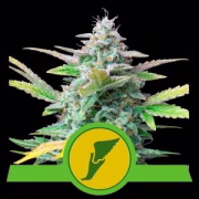 Quick One Auto Cannabisblüte – gewachsen aus Automatic Hanfsamen von Royal Queen Seeds
