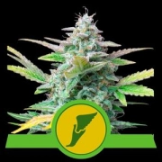 Quick One Auto Cannabisblüte – gewachsen aus Automatic Hanfsamen von Royal Queen Seeds