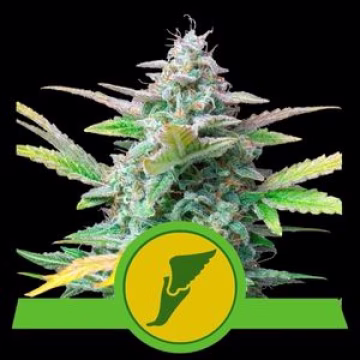 Quick One Auto Cannabisblüte – gewachsen aus Automatic Hanfsamen von Royal Queen Seeds