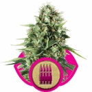 Royal AK Cannabisblüte – gewachsen aus Feminisierte Hanfsamen von Royal Queen Seeds