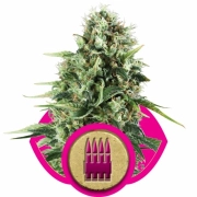 Royal AK Cannabisblüte – gewachsen aus Feminisierte Hanfsamen von Royal Queen Seeds
