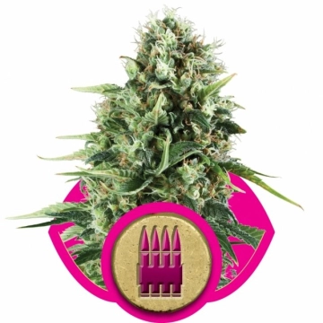 Royal AK Cannabisblüte – gewachsen aus Feminisierte Hanfsamen von Royal Queen Seeds