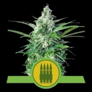 Royal AK Auto Cannabisblüte – gewachsen aus Automatic Hanfsamen von Royal Queen Seeds