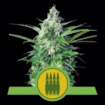 Royal AK Auto Cannabisblüte – gewachsen aus Automatic Hanfsamen von Royal Queen Seeds