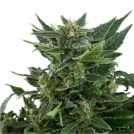 Royal Automatic Cannabisblüte – gewachsen aus Automatic Hanfsamen von Royal Queen Seeds