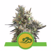 Royal Bluematic Cannabisblüte – gewachsen aus Automatic Hanfsamen von Royal Queen Seeds