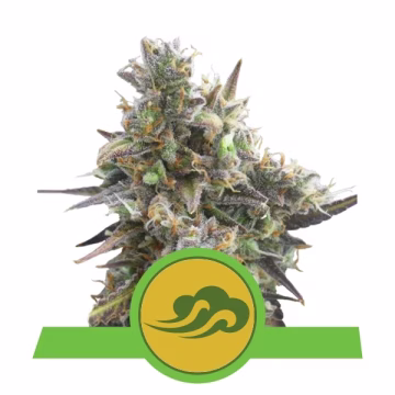 Royal Bluematic Cannabisblüte – gewachsen aus Automatic Hanfsamen von Royal Queen Seeds