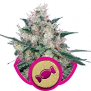 Royal Caramel Cannabisblüte – gewachsen aus Feminisierte Hanfsamen von Royal Queen Seeds