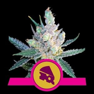 Royal Cheese Cannabisblüte – gewachsen aus Feminisierte Hanfsamen von Royal Queen Seeds
