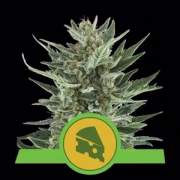 Royal Cheese Auto Cannabisblüte – gewachsen aus Automatic Hanfsamen von Royal Queen Seeds