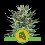 Royal Cheese Auto Cannabisblüte – gewachsen aus Automatic Hanfsamen von Royal Queen Seeds