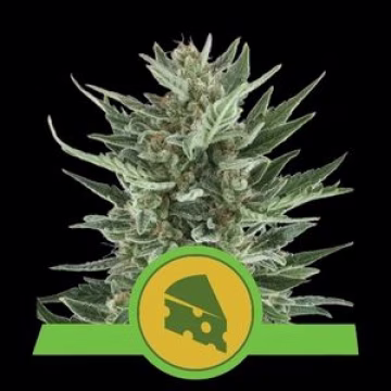 Royal Cheese Auto Cannabisblüte – gewachsen aus Automatic Hanfsamen von Royal Queen Seeds