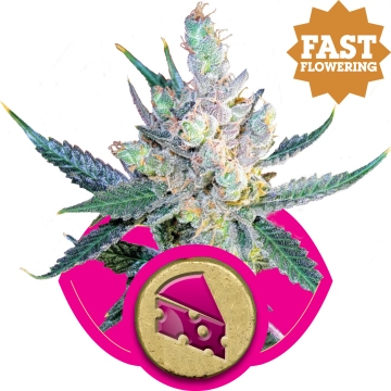 Royal Cheese FAST von Royal Queen Seeds