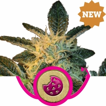 Royal Cookies Cannabisblüte – gewachsen aus Feminisierte Hanfsamen von Royal Queen Seeds