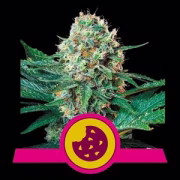 Royal Creamatic Auto Cannabisblüte – gewachsen aus Automatic Hanfsamen von Royal Queen Seeds