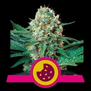Royal Creamatic Auto Cannabisblüte – gewachsen aus Automatic Hanfsamen von Royal Queen Seeds