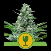 Royal Critical Auto Cannabisblüte – gewachsen aus Automatic Hanfsamen von Royal Queen Seeds