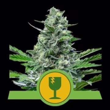 Royal Critical Auto Cannabisblüte – gewachsen aus Automatic Hanfsamen von Royal Queen Seeds