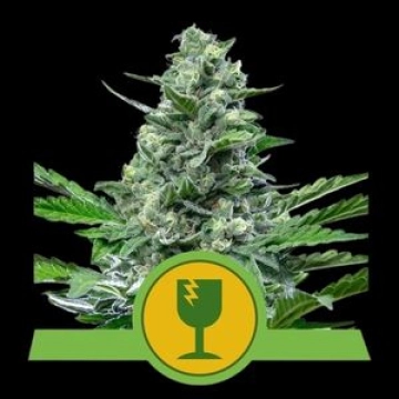 Royal Critical Auto Cannabisblüte – gewachsen aus Automatic Hanfsamen von Royal Queen Seeds