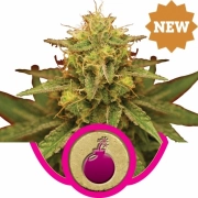 Royal Domina Cannabisblüte – gewachsen aus Feminisierte Hanfsamen von Royal Queen Seeds