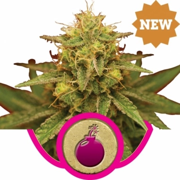 Royal Domina Cannabisblüte – gewachsen aus Feminisierte Hanfsamen von Royal Queen Seeds