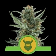 Royal Dwarf Auto Cannabisblüte – gewachsen aus Automatic Hanfsamen von Royal Queen Seeds