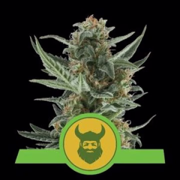 Royal Dwarf Auto Cannabisblüte – gewachsen aus Automatic Hanfsamen von Royal Queen Seeds