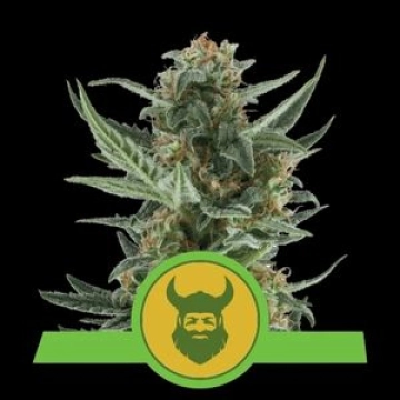 Royal Dwarf Auto Cannabisblüte – gewachsen aus Automatic Hanfsamen von Royal Queen Seeds