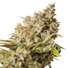 Royal Gorilla Cannabisblüte – gewachsen aus Feminisierte Hanfsamen von Royal Queen Seeds