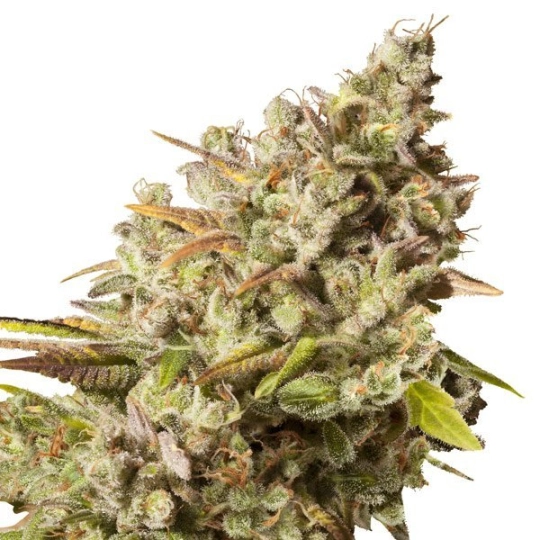 Royal Gorilla – Royal Queen Seeds – Feminisiert