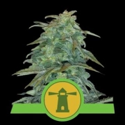 Royal Haze Auto Cannabisblüte – gewachsen aus Automatic Hanfsamen von Royal Queen Seeds