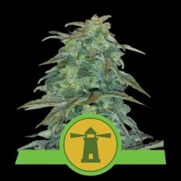 Royal Haze Auto Cannabisblüte – gewachsen aus Automatic Hanfsamen von Royal Queen Seeds