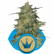 Royal Highness Cannabisblüte – gewachsen aus Feminisierte Hanfsamen von Royal Queen Seeds