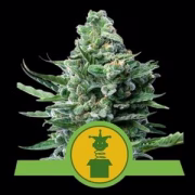 Royal Jack Auto Cannabisblüte – gewachsen aus Automatic Hanfsamen von Royal Queen Seeds