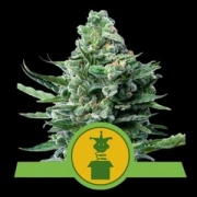 Royal Jack Auto Cannabisblüte – gewachsen aus Automatic Hanfsamen von Royal Queen Seeds