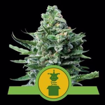 Royal Jack Auto Cannabisblüte – gewachsen aus Automatic Hanfsamen von Royal Queen Seeds