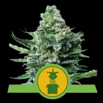 Royal Jack Auto Cannabisblüte – gewachsen aus Automatic Hanfsamen von Royal Queen Seeds