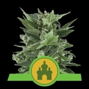 Royal Kush Auto Cannabisblüte – gewachsen aus Automatic Hanfsamen von Royal Queen Seeds