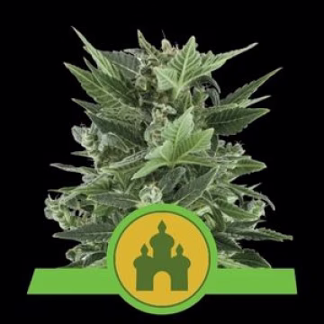 Royal Kush Auto Cannabisblüte – gewachsen aus Automatic Hanfsamen von Royal Queen Seeds